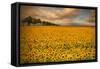 Sunflowers-Piotr Krol-Framed Stretched Canvas