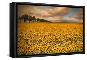 Sunflowers-Piotr Krol-Framed Stretched Canvas