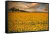 Sunflowers-Piotr Krol-Framed Stretched Canvas