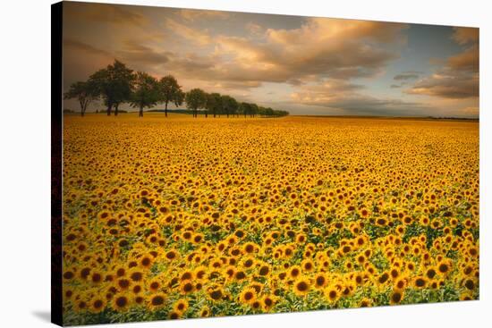 Sunflowers-Piotr Krol-Stretched Canvas