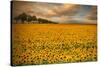 Sunflowers-Piotr Krol-Stretched Canvas