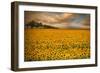 Sunflowers-Piotr Krol-Framed Premium Photographic Print