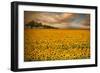 Sunflowers-Piotr Krol-Framed Premium Photographic Print