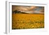 Sunflowers-Piotr Krol-Framed Premium Photographic Print