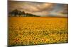 Sunflowers-Piotr Krol-Mounted Premium Photographic Print