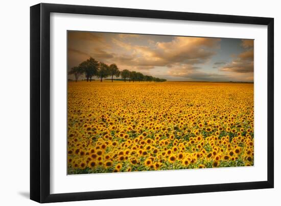 Sunflowers-Piotr Krol-Framed Photographic Print