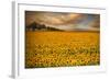 Sunflowers-Piotr Krol-Framed Photographic Print