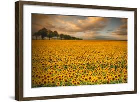 Sunflowers-Piotr Krol-Framed Photographic Print