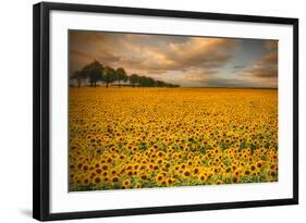Sunflowers-Piotr Krol-Framed Photographic Print