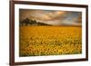Sunflowers-Piotr Krol-Framed Photographic Print
