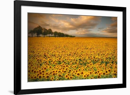 Sunflowers-Piotr Krol-Framed Photographic Print