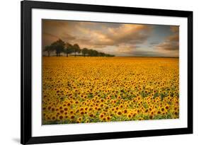 Sunflowers-Piotr Krol-Framed Photographic Print