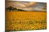 Sunflowers-Piotr Krol-Mounted Photographic Print