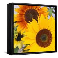 Sunflowers-DLILLC-Framed Stretched Canvas