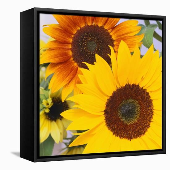 Sunflowers-DLILLC-Framed Stretched Canvas