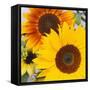 Sunflowers-DLILLC-Framed Stretched Canvas