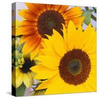 Sunflowers-DLILLC-Stretched Canvas
