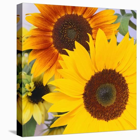 Sunflowers-DLILLC-Stretched Canvas