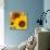 Sunflowers-DLILLC-Stretched Canvas displayed on a wall