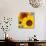 Sunflowers-DLILLC-Stretched Canvas displayed on a wall