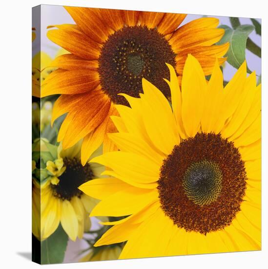 Sunflowers-DLILLC-Stretched Canvas