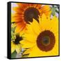 Sunflowers-DLILLC-Framed Stretched Canvas