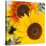 Sunflowers-DLILLC-Stretched Canvas