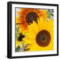 Sunflowers-DLILLC-Framed Premium Photographic Print