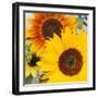 Sunflowers-DLILLC-Framed Premium Photographic Print