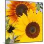 Sunflowers-DLILLC-Mounted Premium Photographic Print