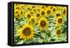 Sunflowers-hanohki-Framed Stretched Canvas
