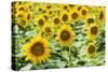 Sunflowers-hanohki-Stretched Canvas