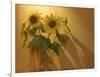 Sunflowers-Anna Miller-Framed Photographic Print