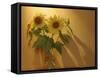 Sunflowers-Anna Miller-Framed Stretched Canvas