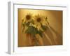 Sunflowers-Anna Miller-Framed Photographic Print
