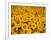Sunflowers-Darrell Gulin-Framed Photographic Print