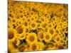 Sunflowers-Darrell Gulin-Mounted Photographic Print