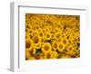 Sunflowers-Darrell Gulin-Framed Photographic Print