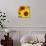 Sunflowers-DLILLC-Photographic Print displayed on a wall