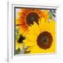 Sunflowers-DLILLC-Framed Photographic Print