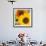 Sunflowers-DLILLC-Framed Photographic Print displayed on a wall