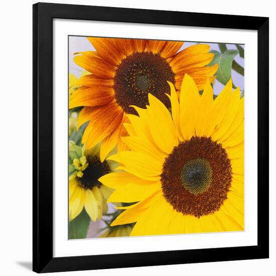 Sunflowers-DLILLC-Framed Photographic Print