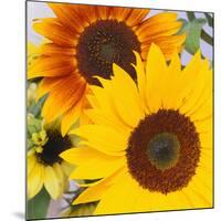 Sunflowers-DLILLC-Mounted Photographic Print
