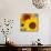 Sunflowers-DLILLC-Mounted Photographic Print displayed on a wall
