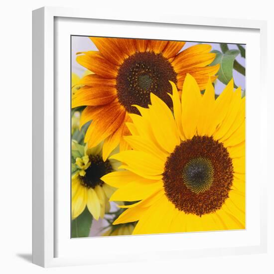 Sunflowers-DLILLC-Framed Photographic Print