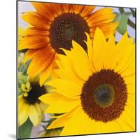 Sunflowers-DLILLC-Mounted Photographic Print