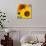 Sunflowers-DLILLC-Photographic Print displayed on a wall