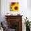 Sunflowers-DLILLC-Photographic Print displayed on a wall