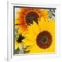 Sunflowers-DLILLC-Framed Photographic Print