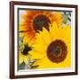 Sunflowers-DLILLC-Framed Photographic Print